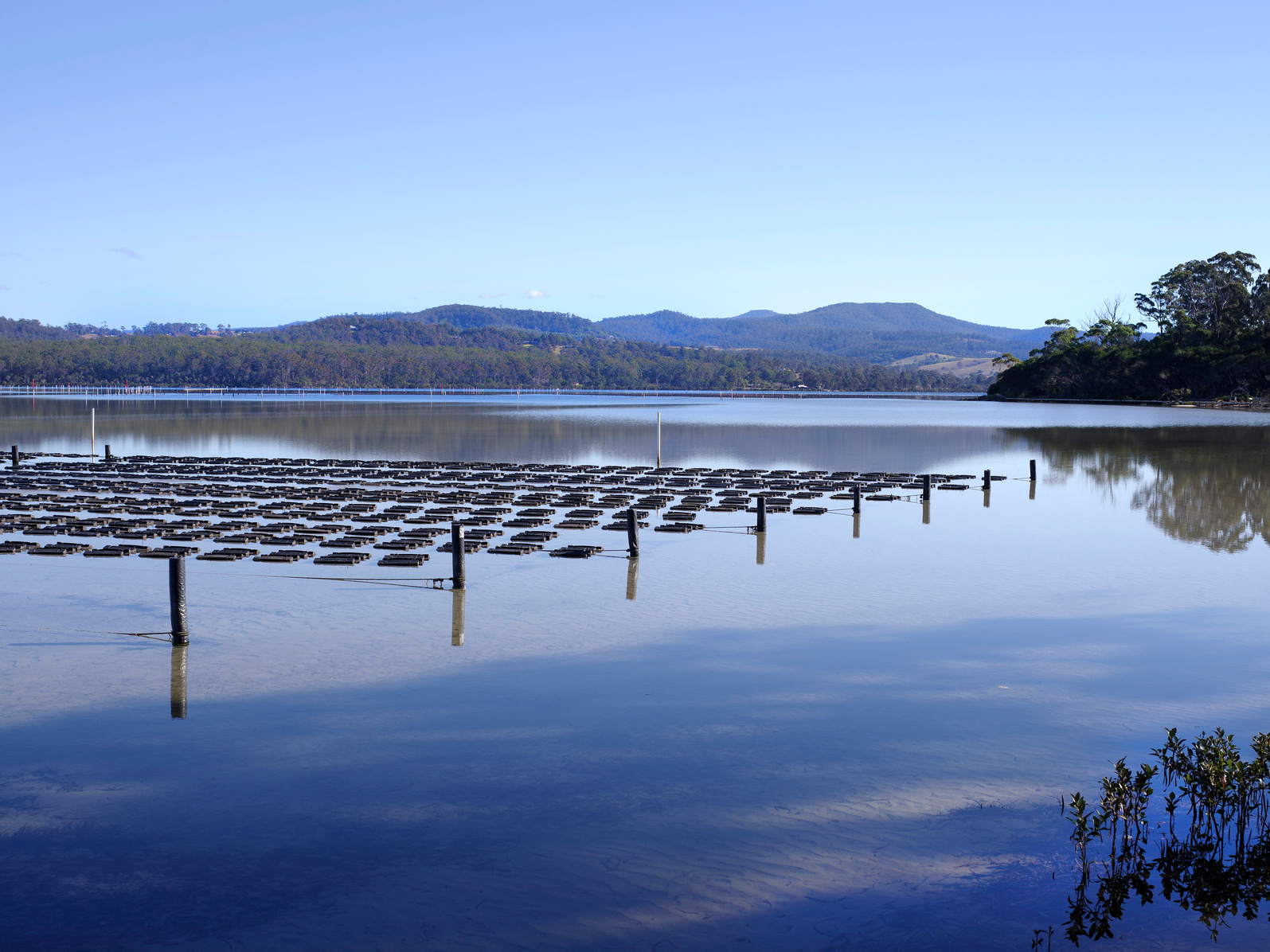 Merimbula oyster farm.